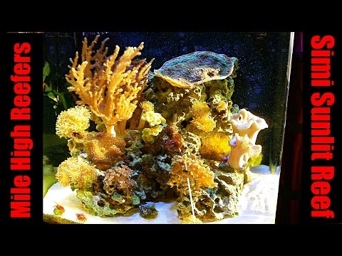 Semi Sunlit Nano Cube (Reef Vlog)