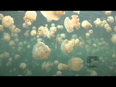 Pelagic Productions - Jellyfish Lake - Palau, Micronesia