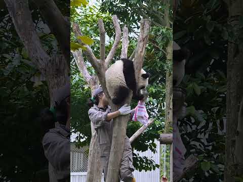 Panda. 仔仔は手で盆盆をぎゅっと抱きしめてミルクを飲んでいて、飼育員はもう少しで下ろすところだった。崽崽用手紧紧抱住盆盆喝奶，饲养员差点拿不下来。😂😂