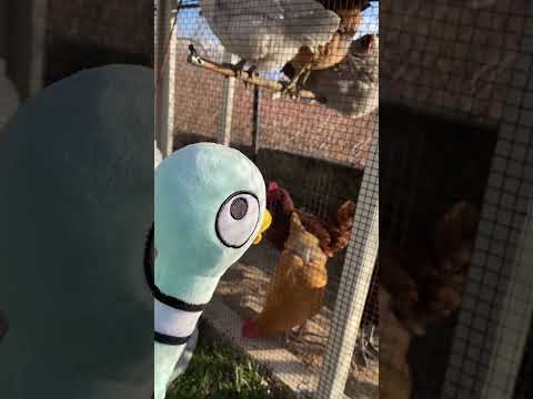 Meet the PIGEON'S Chicken Friends! #youtubehsorts #thepigeon #backyardchickens #funforkids