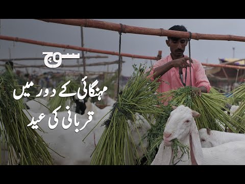 Karachi's Cattle Market: Animal Prices and the Impact of Economic Crisis | Soch Videos