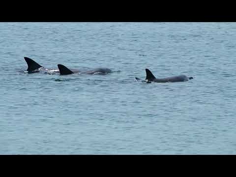 イルカウォッチング　氷見市阿尾　2018 5 161