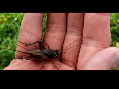 How to identify a male and female cricket?