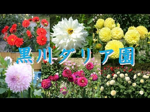 【Kansai Outing Spot】Dahlia garden in Kurokawa