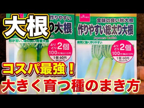 【大根栽培】１袋50円のダイソーの種！失敗せずに綺麗な大根が収穫できる種まきの方法！