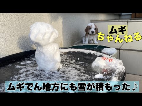 【ビーグル】ムギとでんの雪遊び