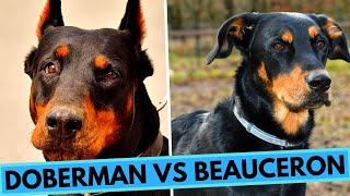 Doberman vs Beauceron Dog Breed Comparison - Differences and Similarities