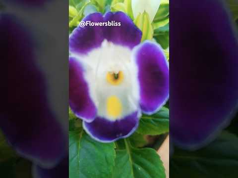 Colourful small Torenia flowers blooming #shorts #torenia #flowers #wishbone