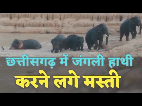 #viralvideo पांच जंगली हाथी करने लगे मस्ती ।। chhattisgarh | Alkarha vlogger