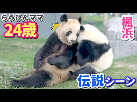 【パンダアイドル楓浜】伝説の子育て🐼らうちゃんの愛情は深かった❗️