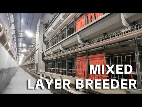 Mixed Layer Breeder Farm Eggs Production farm