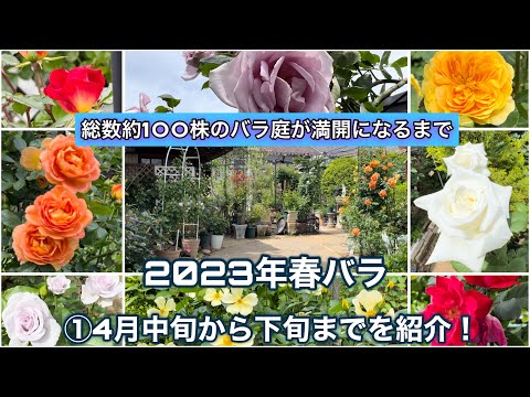 【2023年春バラ】総数約100株のバラ庭が満開になるまでの様子を一挙紹介！①4月中旬〜下旬編