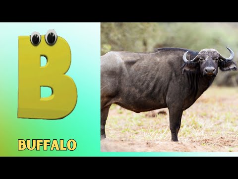 Animals ABC Song | Animals Alphabet Song for Kids | Alphabet Letters | Phonics for Kids