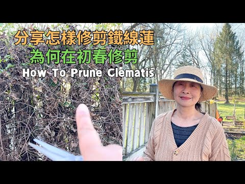 【園藝】分享怎樣修剪鐵線蓮｜為何要在初春修剪鐵線蓮｜Prune The Clematis In Spring