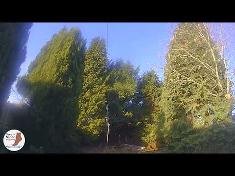 Tree surgeon trimming conifers - Bromsgrove (Low angle)