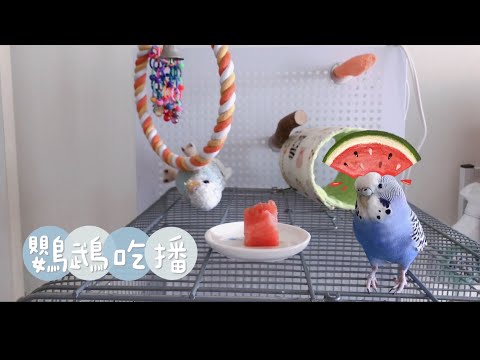 12｜鸚鵡吃播｜啾啾吃西瓜🍉｜虎皮鸚鵡Budgieセキセイインコ【啾啾鳥日常】