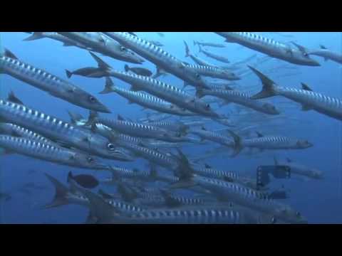 Pelagic Productions - Grey Reef Sharks & Barracuda - Palau, Micronesia