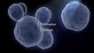 The MAPK Signaling Pathway