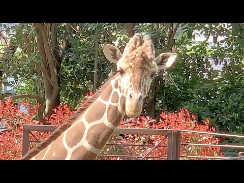 入場無料【野毛山動物園】キリンの断食タイム ムシャムシャ葉っぱを食べたかったね