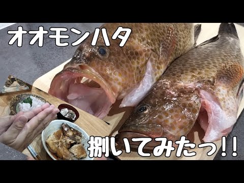 【捌き方】オオモンハタを捌いてみた！刺身・煮付け・潮汁を作ってみました【魚料理】clean a  fish red areolate grouper