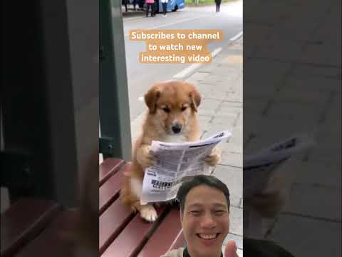 Smart Dog Reading the News! 📰🐶