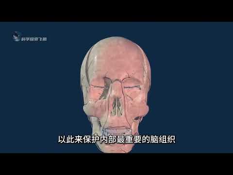 原来人类的头骨并不是一个整体，带你看人类头骨的组装讲解 #涨知识 #科普 #人类头骨 #人体结构 #人体奥秘