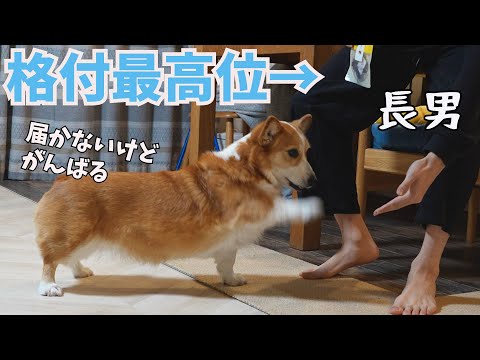 格付け最高位の長男の指示には全力で従うコーギー犬