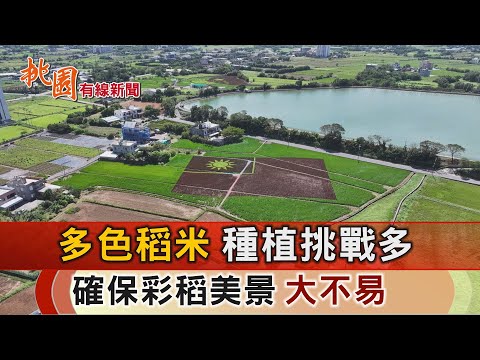 桃園有線新聞20241009-多色稻米種植挑戰多 確保彩稻美景不易