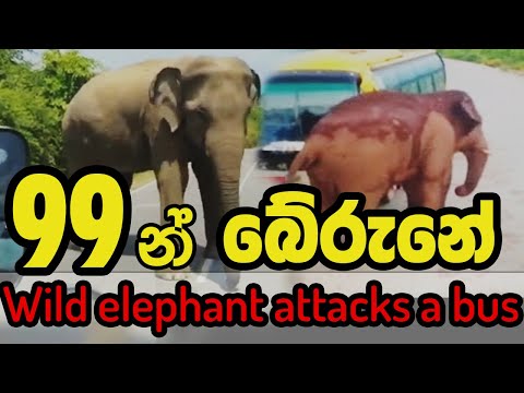 Elephant attack Sri Lanka [Wild Elephant]