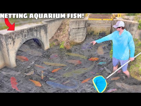 Netting WILD Aquarium Fish in FLOODED SPILLWAY!