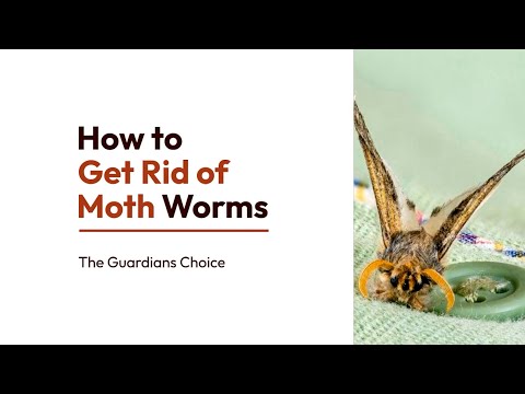 3 Ways to Get Rid of Moth Worms | How to Get Rid of Moth Worms | The Guardian's Choice