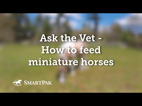 Ask the Vet - How to feed miniature horses