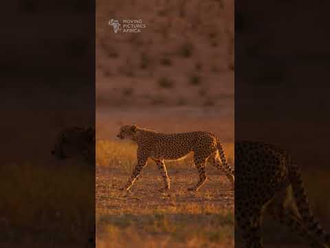 Cheetah walking. #cheetah #cat #kalahari #kgalagadi #wildlife #animals #safari #bigcat #desert