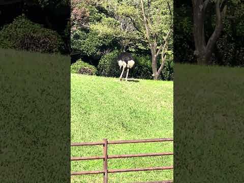 #shorts ダチョウの翼くん　ゆったりと❣️ 千葉市動物公園