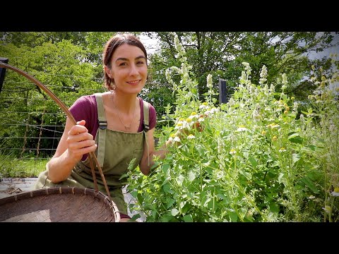 Meet Catnip- A perfect Herb for a Cranky someone!