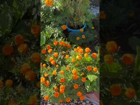 Marigolds