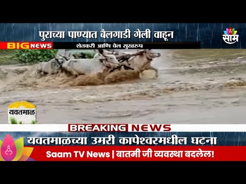 Marathi News | Yavatmal News: पुरात वाहून जाणाऱ्या बैलांना शेतकऱ्याने जिवाची बाजी लावून वाचवलं!