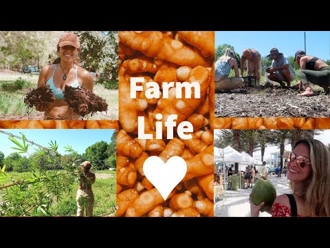 Day In The Life: TURMERIC FARM IN FLORIDA