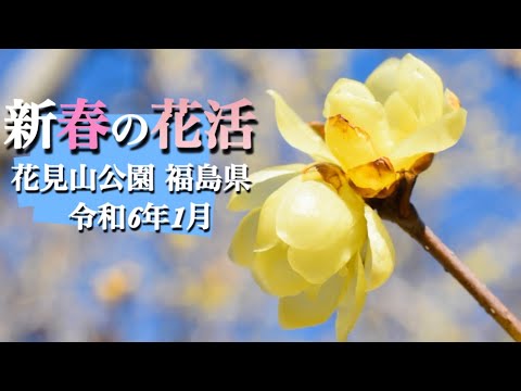 【季節の花】1月　本年も花活を始めましょう！福島県福島市花見山公園で新春の花活をしてきました。