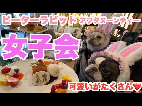 ピーターラビット アフタヌーンティー で 女子会  【 フレンチブルドッグ french_bulldog 】 表参道ゼルコヴァ