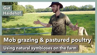 Mob grazing & pastured poultry in regenerative farming | Gut Haidehof | Part 4 | 2023