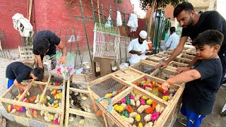 Shayan Ki Zid Pr Colourful Chicks Liye😍