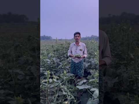 #farmer #harvesting #organic  #bindhi #ladiesfinger #youtubeshorts #shorts