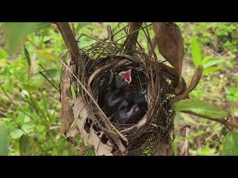 Anak Burung - ba umai 31.03.2024