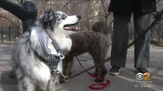 Pet owners find dog walker prices skyrocketing across NYC