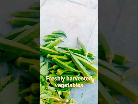 freshly harvested vegetables