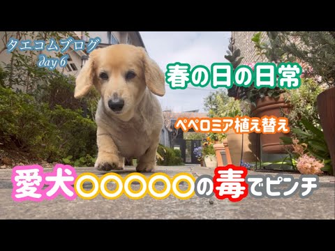 【50代専業主婦】愛犬が毒でピンチ/夜の庭は危険がいっぱい/春の日の庭仕事/ステキな鉢にペペロミア植え替え/春の日/日常/ブログ/