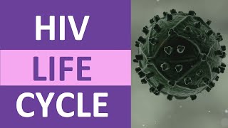 HIV Life Cycle Stages (Steps) Explained