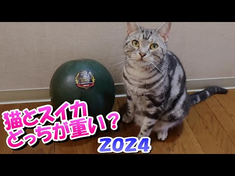 猫とスイカどっちが重いでしょ～？猫クイズ（アメリカンショートヘア）