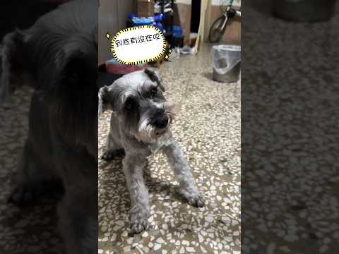 愛吃麵麵的雪納瑞😂♥️｜吸麵大法｜吃的真香 #shorts #short #shortvideo #dog #amazing #schnauzers #吃麵 #noodle #puppy